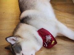 -Husky Go! 哈士奇体验馆·宠物咖啡厅狗咖