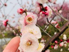 -花开海上生态园