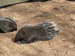 -鄂尔多斯野生动物园