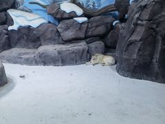 -海合安青岛极地海洋公园