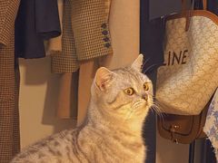 -糯米喵星人总部直营旗舰店·猫舍·幼猫出售