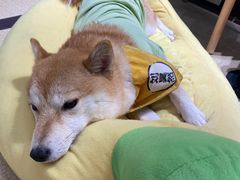 -逗柴咖啡屋·狗咖猫咖宠物桌游