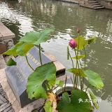 上海最值得逛的古镇，朱家角古镇