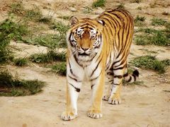 景点-石家庄市动物园