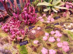 -中国科学院西双版纳热带植物园