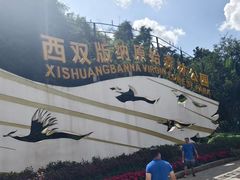 -西双版纳原始森林公园