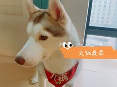 -Husky Go! 哈士奇体验馆·宠物咖啡厅狗咖