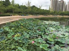 -新江湾城公园
