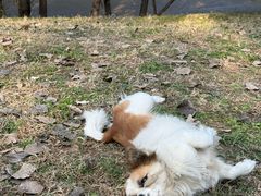 -长白岛森林公园