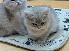 -帕帕拉兹宠物(亚洲旗舰店)