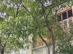 -槟城街头艺术街区