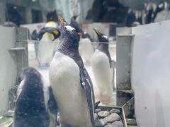 -杭州长乔极地海洋公园