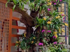 -深圳仙湖植物园