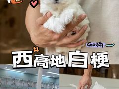 -萌宠之家·腊肠犬·马尔泰·小体犬舍