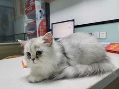 -嘉馨宠物医院·CT影像转诊·心脏科·犬猫全科诊疗中心(下沙大学城院区)