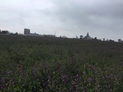 -荷兰花海