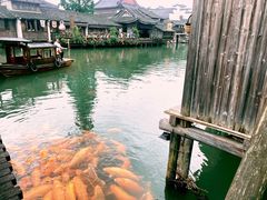 -乌镇西栅景区