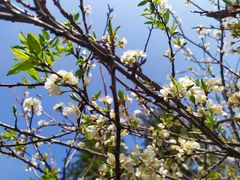 -南国桃园旅游度假区