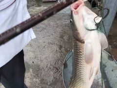 -金台阶鱼馆(于桥水库店)