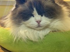 -Meowの猫咖(万家丽店)