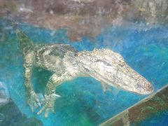 -上海大自然野生昆虫馆(东方明珠·爬宠昆虫探索中心)