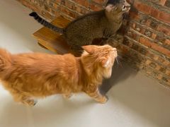 -豆逗聊愈猫阁Easy Life