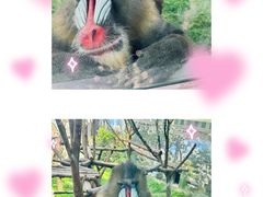 -成都动物园
