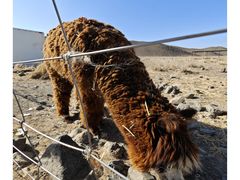 -新疆天山野生动物园