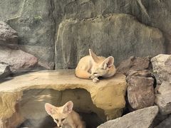 -广州长隆飞鸟乐园
