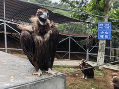 -西霞口神雕山野生动物世界