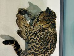 -国家自然博物馆