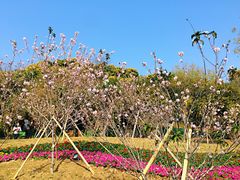 -王借岗森林公园