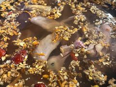 -百利鸽王(紫薇路店)