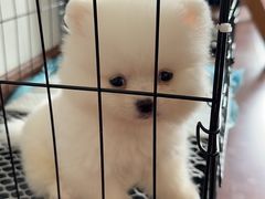 -青石桥花鸟鱼虫市场(叠翠城店)