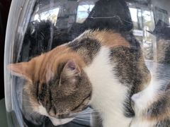 -顺强宠物诊所·狂犬免疫·夜诊·骨科(嘉定店)