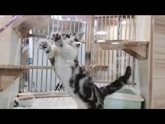 -1013 PET SHOP 宠物商店(近铁城市广场店)