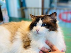 -喵喵咪呀布偶猫咖(春熙路店)
