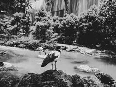 -新加坡飞禽公园