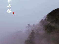 -合肥滨湖国家森林公园