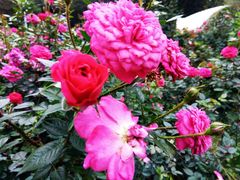 -人民公园(罗湖区)