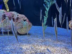-上海海洋水族馆