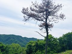 -午潮山国家森林公园