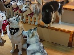 -Husky Go! 哈士奇体验馆·宠物咖啡厅狗咖