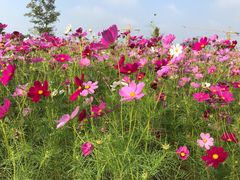 -歌斐颂巧克力小镇