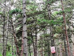 -帽儿山国家森林公园