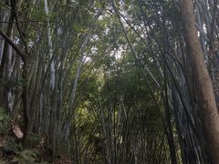 -广州市帽峰山景区