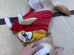 -逗柴咖啡屋·狗咖猫咖宠物桌游