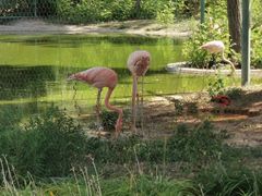 -石家庄市动物园