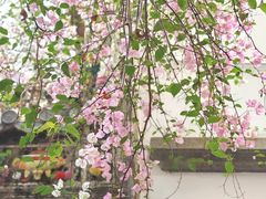 -深圳国际园林花卉博览园