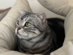 -Catmate·猫肥家润(金润铂宫店)